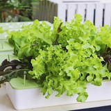 Green Box กล่องปลูกผัก (ราคารวมภาษี 590 บาท)