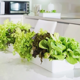 Green Box กล่องปลูกผัก (ราคารวมภาษี 590 บาท)