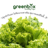 Green Box กล่องปลูกผัก (ราคารวมภาษี 590 บาท)