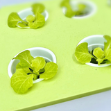 Green Box กล่องปลูกผัก (ราคารวมภาษี 590 บาท)