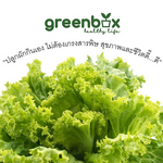 Green Box  hydroponics ( THB 590 with VAT )