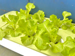 Green Box  hydroponics ( THB 590 with VAT )